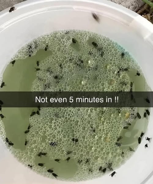 Try This Simple Homemade Solution for Repelling Bugs