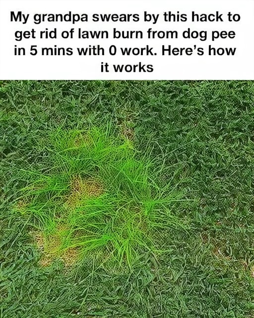My grandpa swears by this hack to get rid of lawn burn from dog pee in 5 mins with 0 work. Here’s how it works