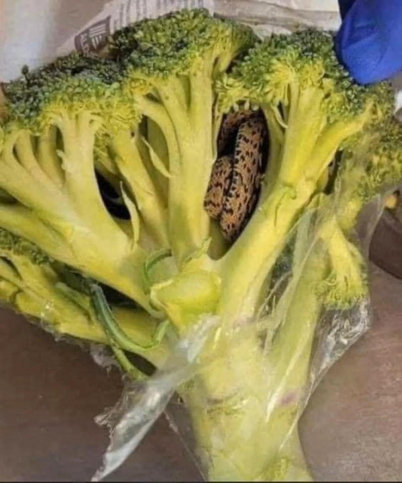 Snake Discovered in Aldi-Bought Broccoli Leaves Shopper Shocked