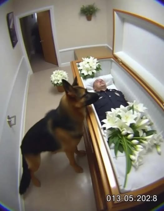The german shepherd wouldn’t leave his partner’s coffin — then he barked, they opened it. and
