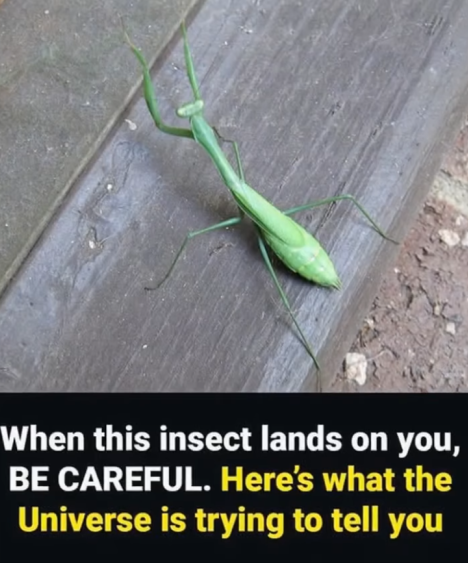 What a Praying Mantis Can Symbolize in Everyday Life