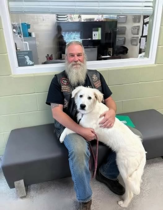 Surprising Discovery on a Bridge Involving a Dog and a Note