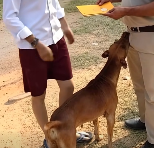Why Dogs Sniff People — and What They’re Really Trying to Learn