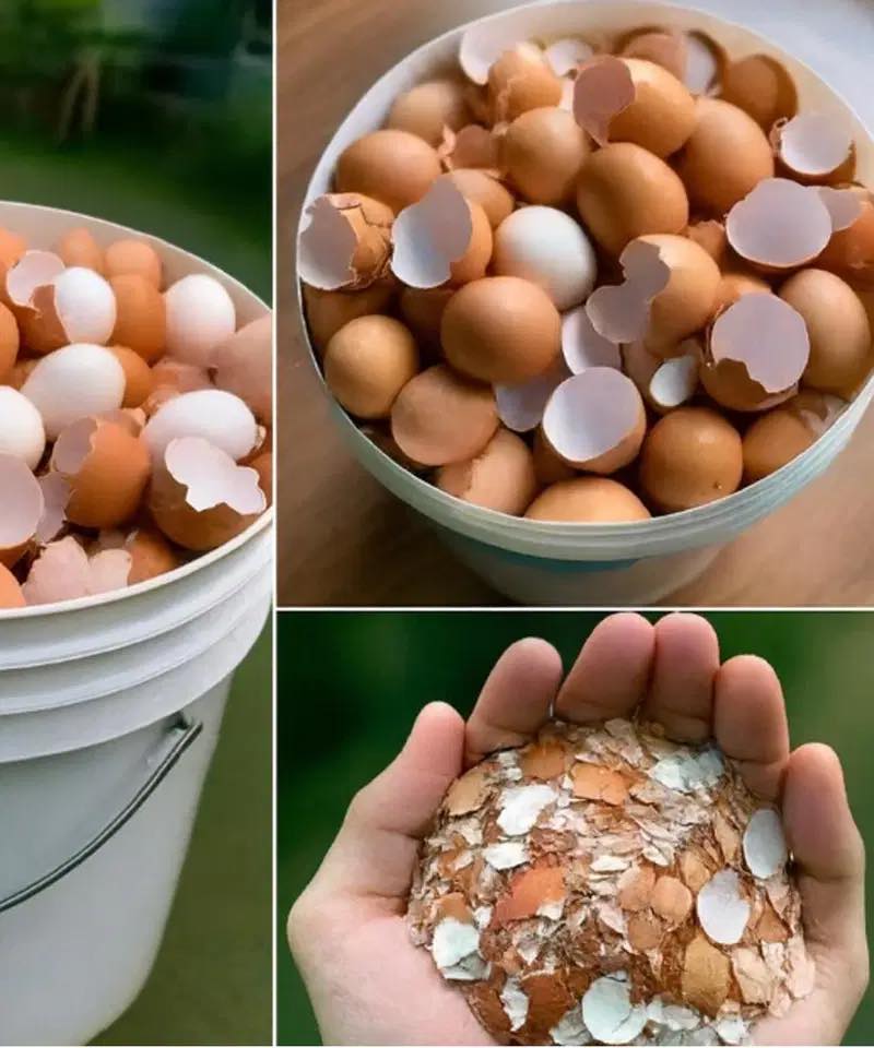 Why People Are Boiling Eggshells — and the Real Benefits Behind the Trend