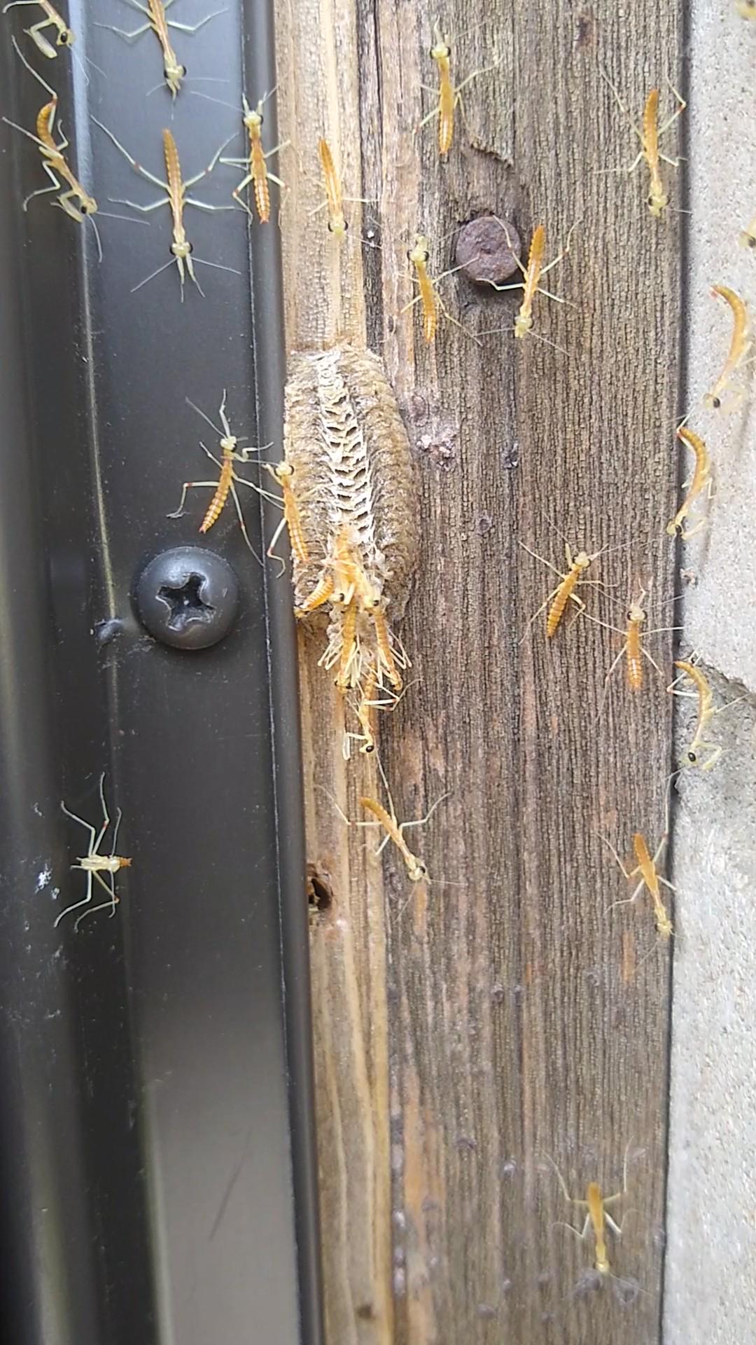 The Tiny Miracle I Found on My Doorstep