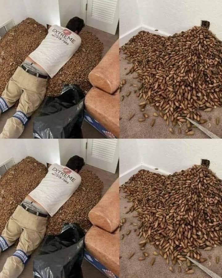 Title: The Smell Behind the Wall: A Homeowner’s Shocking Discovery