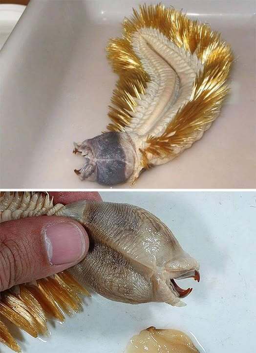The Golden Worm of Antarctica: Nature’s Real-Life Deep-Sea Marvel