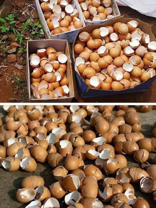 Why You Should Think Twice Before Throwing Away Eggshells