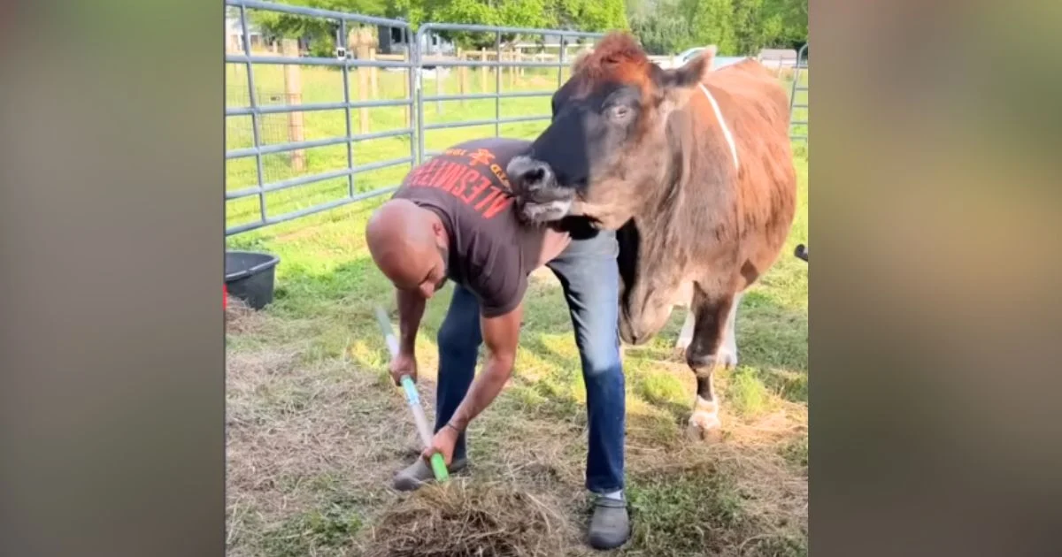 How to Give Aging Animals the Dignity and Care They Deserve