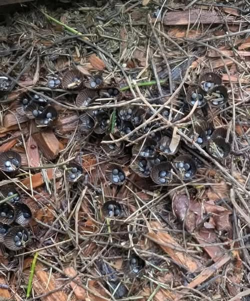 The Tiny Garden Discovery That Revealed a Hidden World of Nature