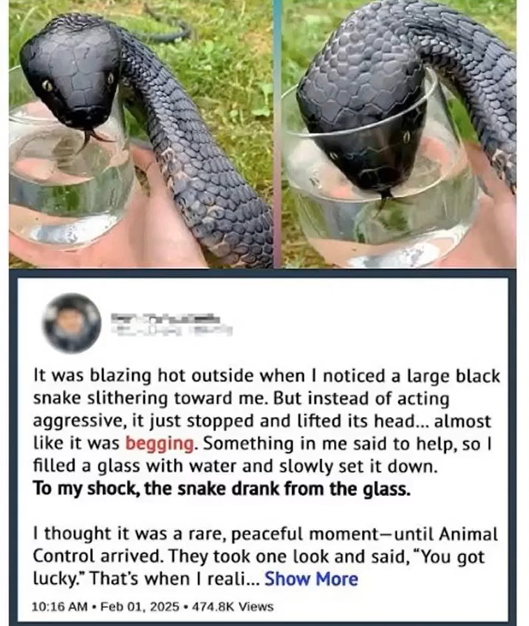 When Nature Whispers Through Unexpected Encounters