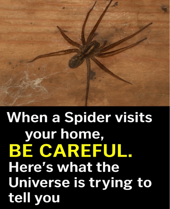 How to Understand the Meaning Behind Seeing a Spider Indoors