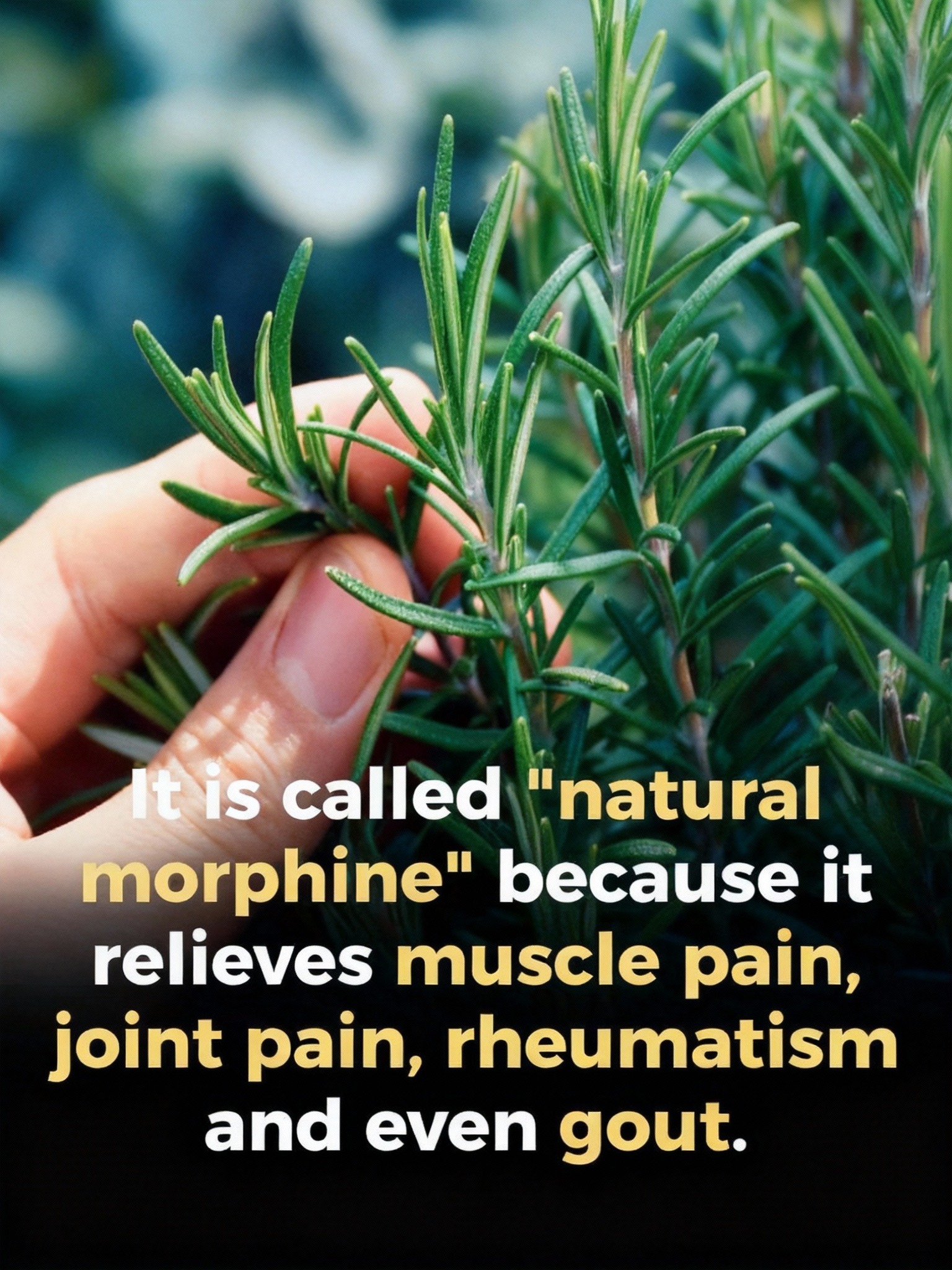 How to Welcome Rosemary Into Everyday Life for a Sense of Clarity and Calm