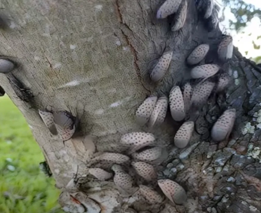 How to Spot and Stop the Spotted Lanternfly