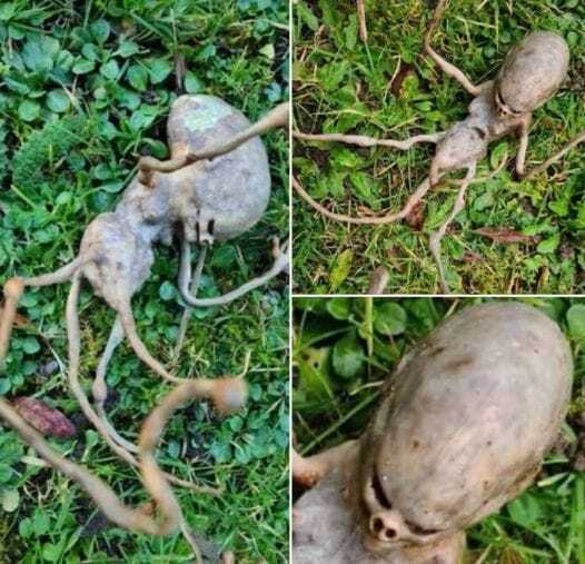 The Internet Rallies to Solve a Garden Mystery — With No Clear Answer