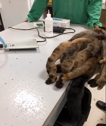 Hidey’s Second Chance: How Compassion Transformed a Forgotten Cat’s Life