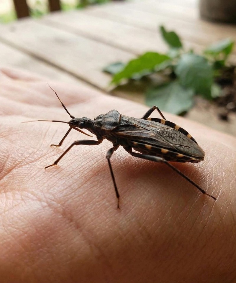 Kissing Bug Bites: Subtle Signs, Smart Awareness, and When to Pay Attention
