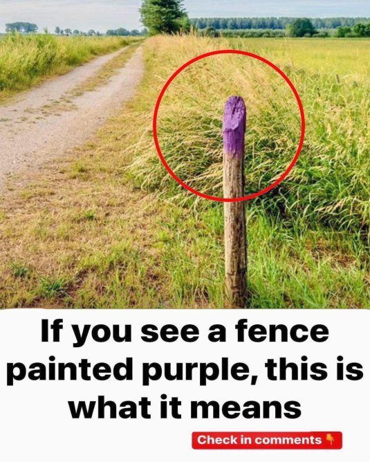 Why You’re Seeing Purple Paint on Trees and Fence Posts—and What It Really Means