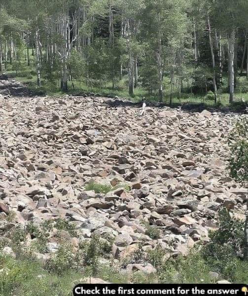 How Hidden Figures in Optical Illusions Reveal the Power of Attention