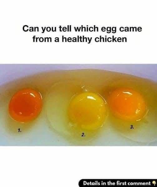 How to Tell If an Egg Came From a Healthy Chicken—Before You Even Cook It
