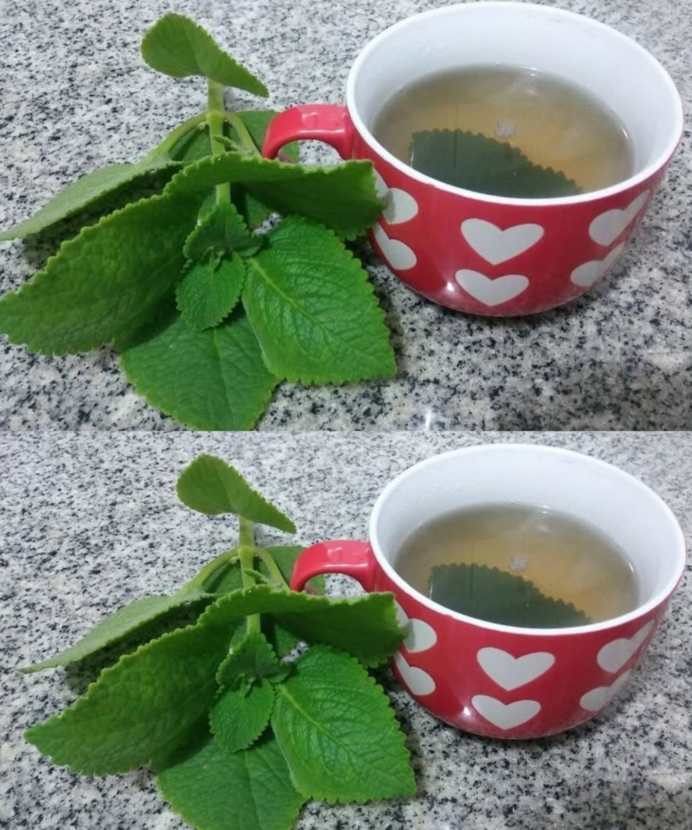 Oregano After 60: A Simple Kitchen Staple with Surprising Wellness Benefits