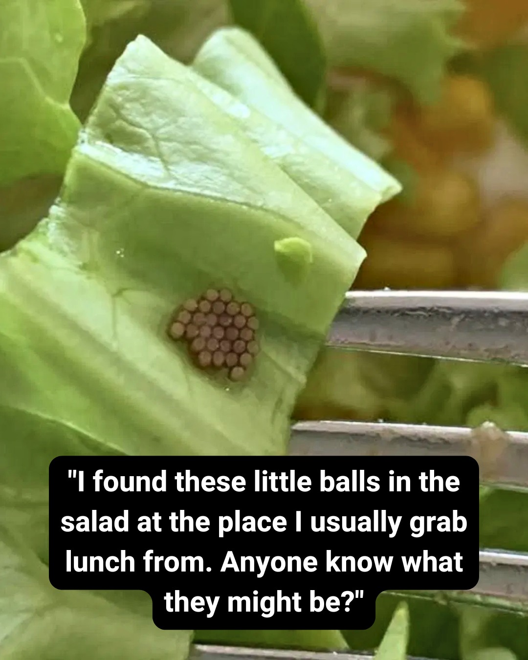 A Surprising Salad Discovery — And How to Protect Yourself with Smarter Produce Habits