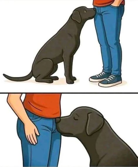 Why Dogs Sniff There: Understanding Canine Greetings (and How to Redirect Them Kindly)