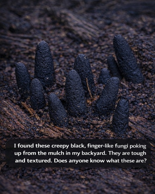 Dead Man’s Fingers in the Garden? What to Know Before You Worry
