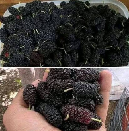 Persimmons: The Seasonal Fruit That Supports Vision and Heart Health