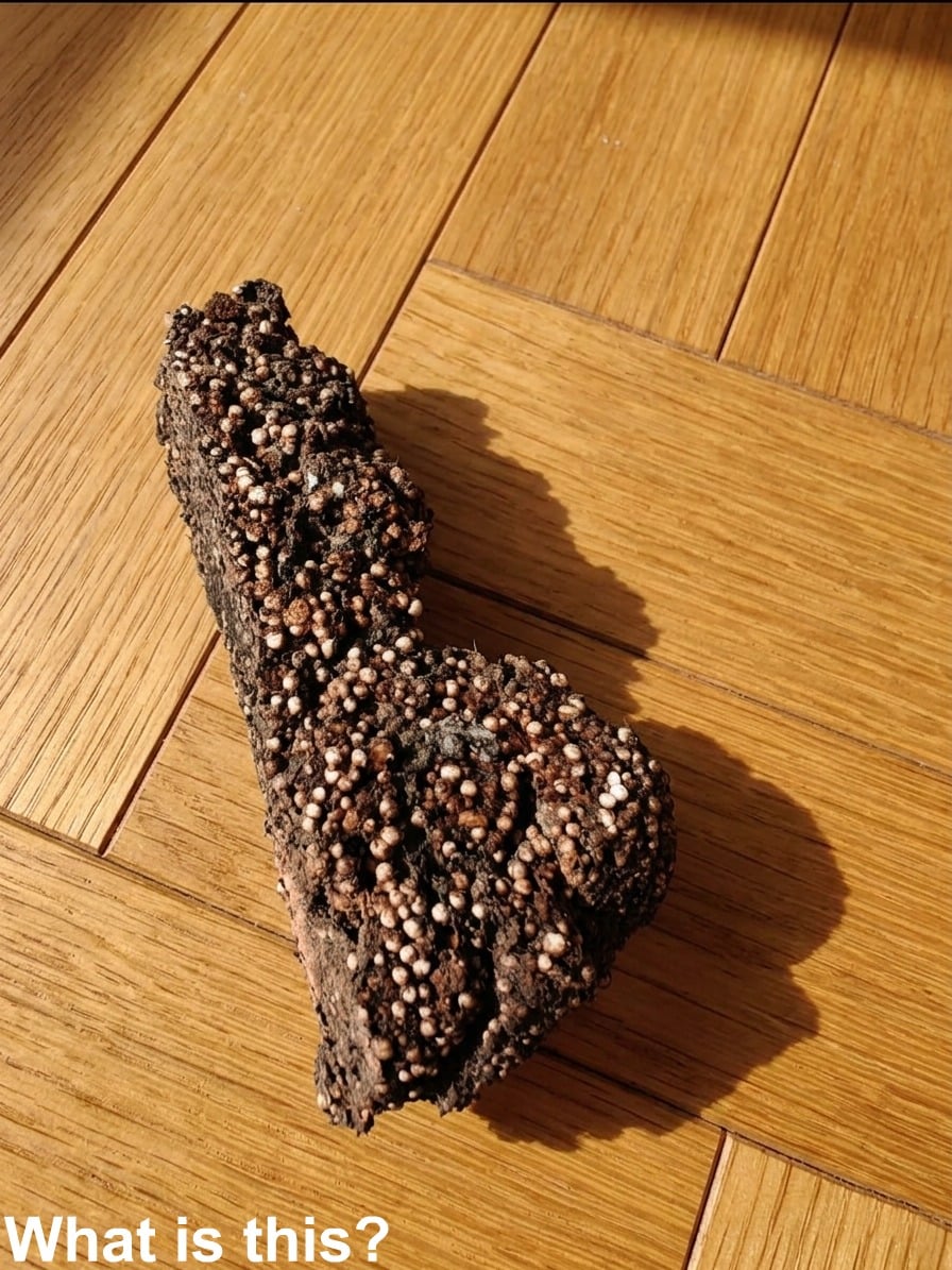 Strange Find in Your Child’s Room? Here’s What It Likely Is—and What to Do