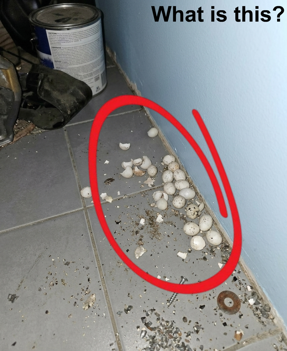 The Unexpected Discovery on the Garage Floor