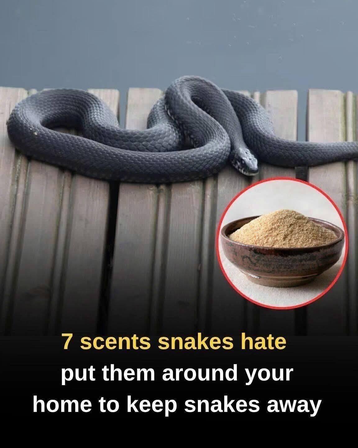 Do Strong Scents Really Keep Snakes Away? What Helps—and What Lasts