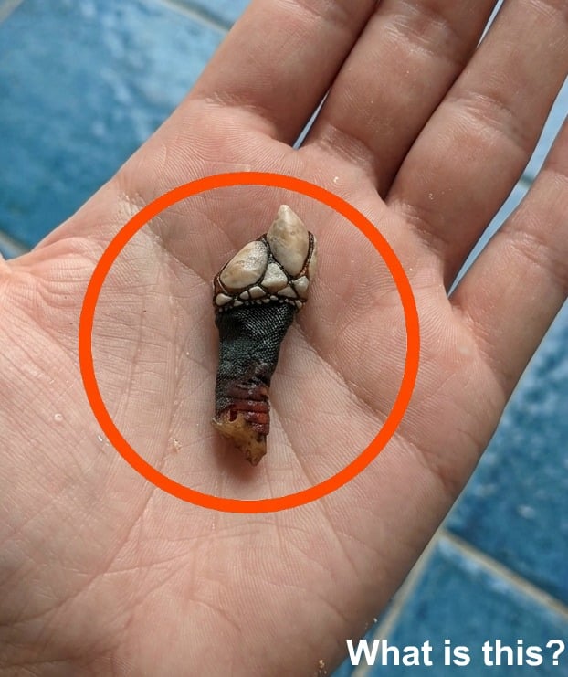 Found on the Beach? That “Tooth” Might Be a Goose Barnacle