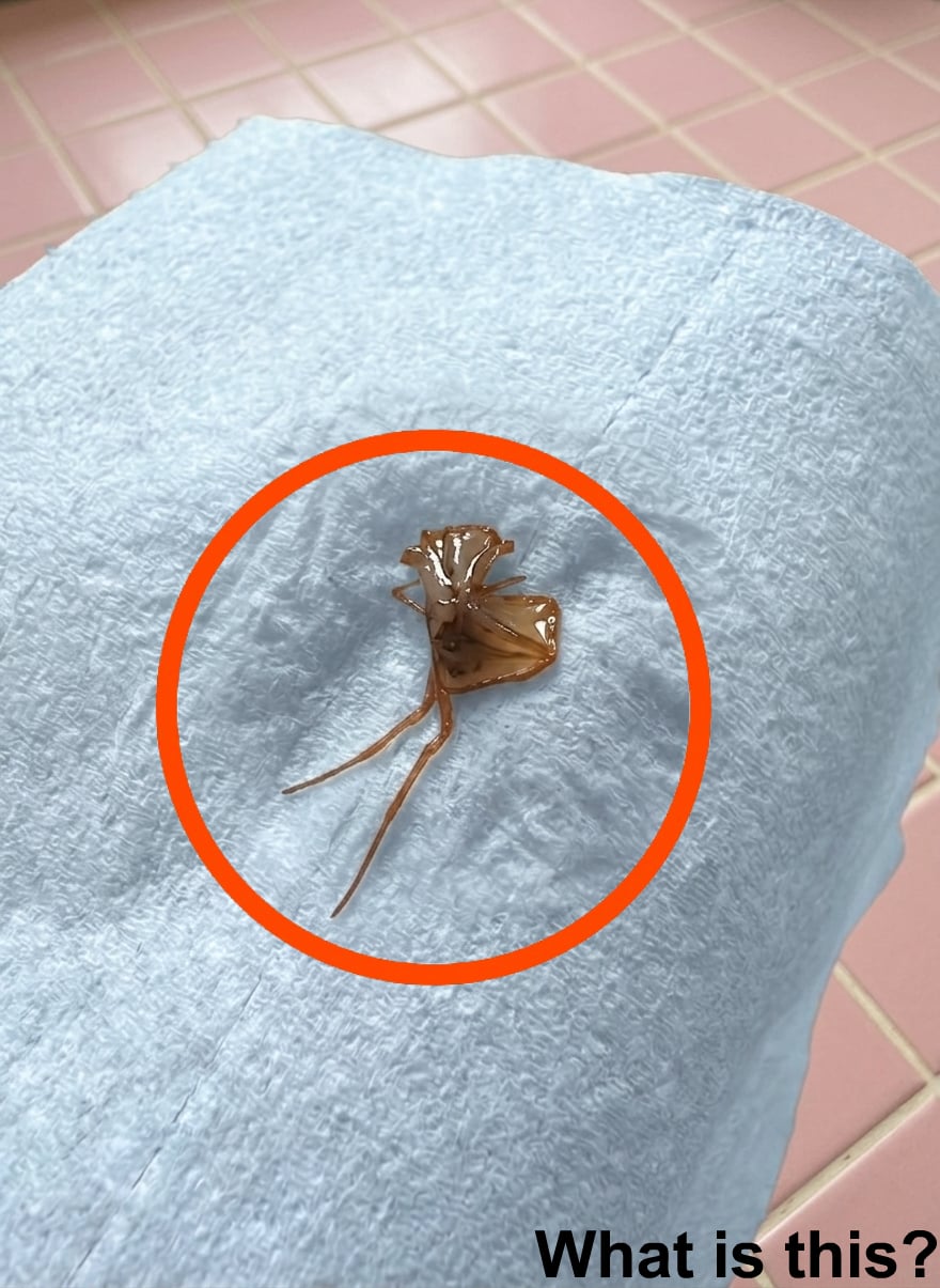 That Unsettling Sip: When Something in Your Tea Isn’t What You Think