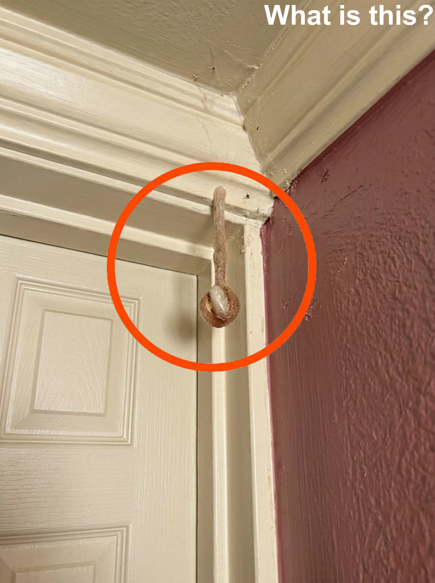 The Unexpected Roommate: A Vacation Surprise Hidden in Plain Sight