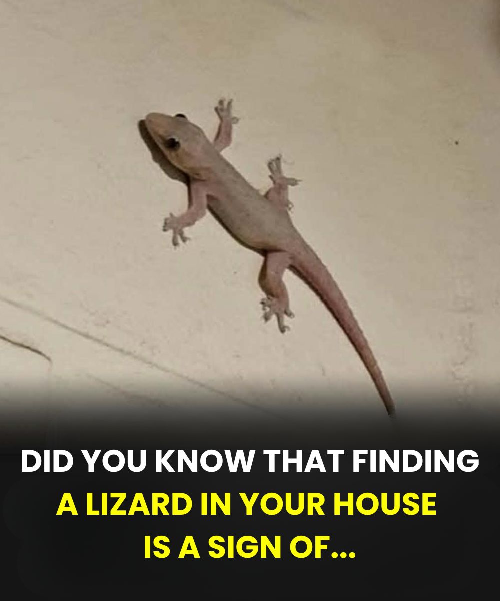 How to Understand the Meaning of a Lizard in Your Home: Culture, Symbolism, and Perspective
