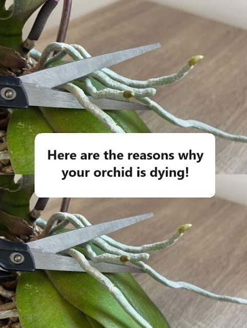 Orchid Care Made Simple: Strong Roots, More Blooms, and the Secret Most People Miss