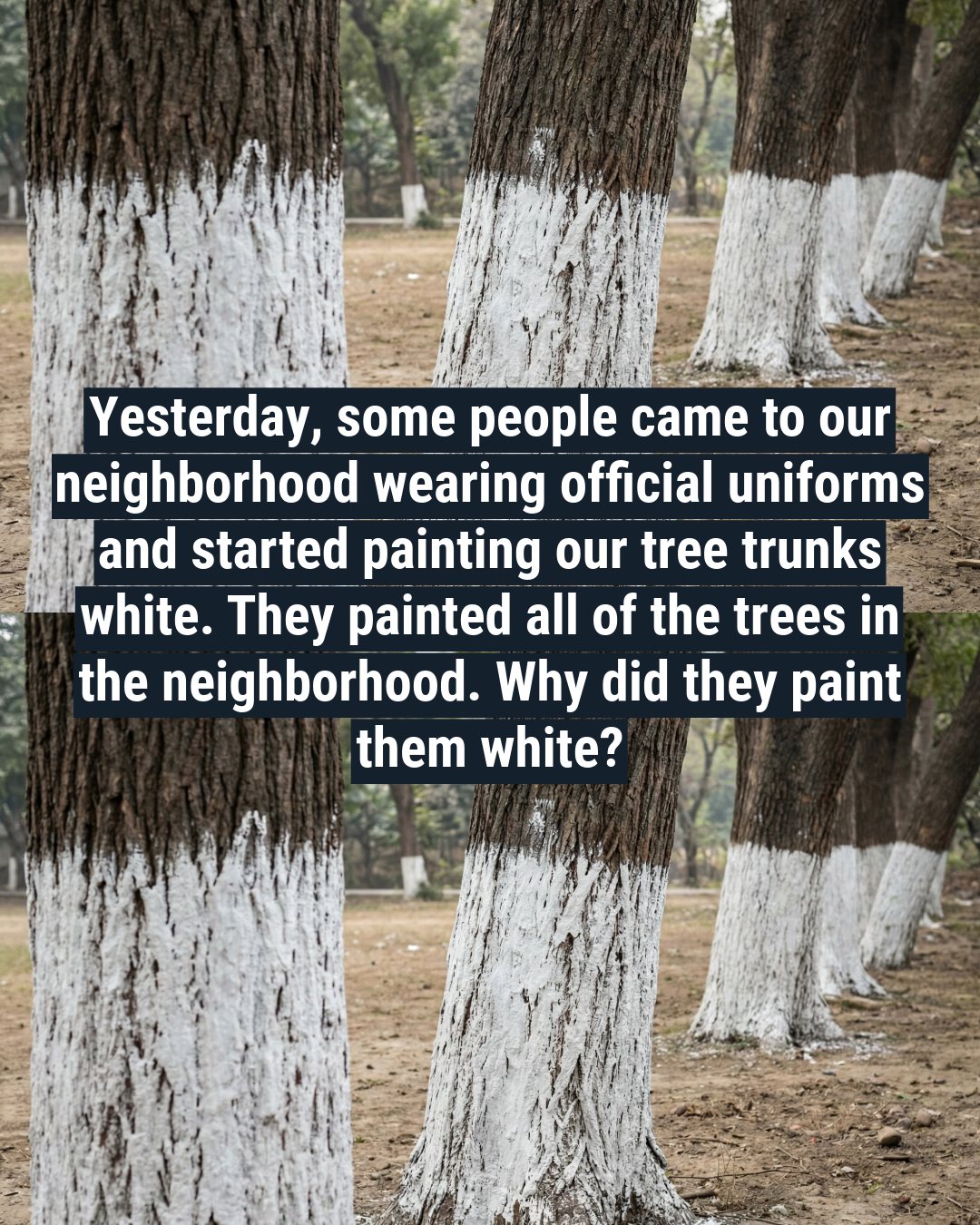Why Tree Trunks Are Painted White—and How to Do It Right