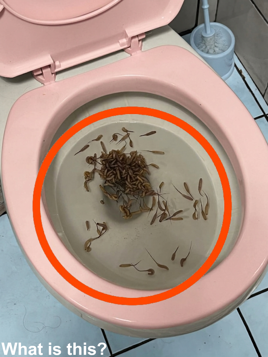 Tiny Creatures in the Toilet After Rain? Here’s What They Likely Are