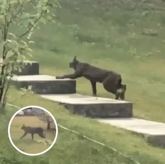 A Shadow in the Snow: The Rare Black Canada Lynx That Surprised Scientists
