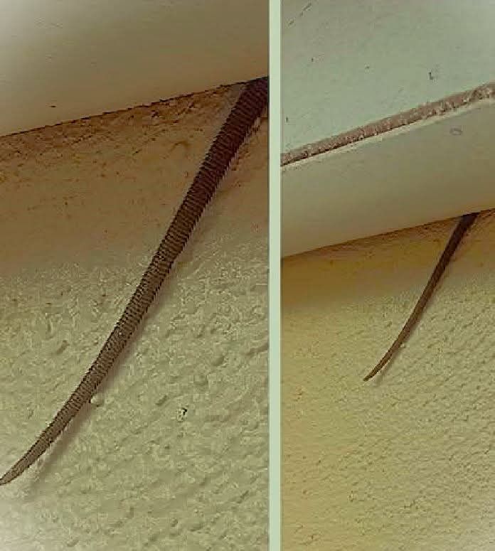 What Was That Strange Object in the Ceiling? A Viral Mystery Explained