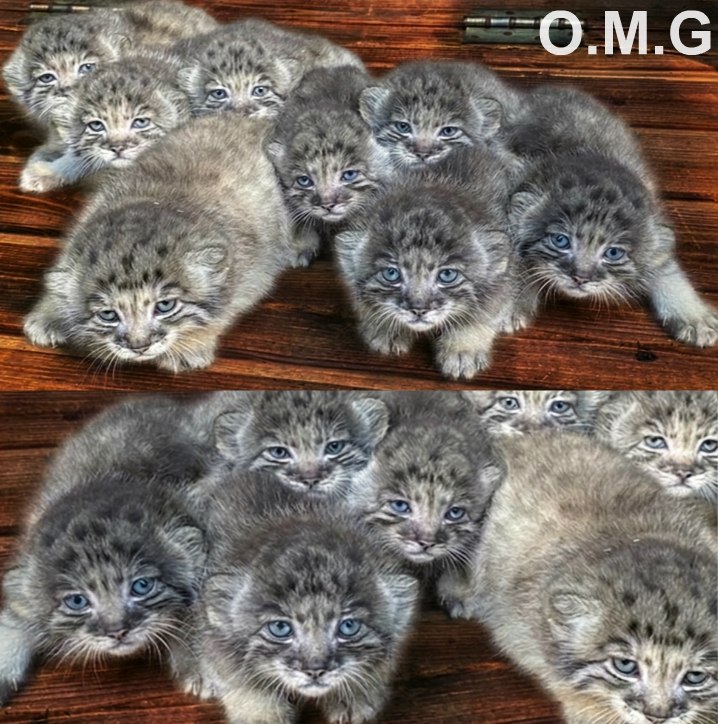 Farmer Rescues Abandoned Kittens—Then Faces a Choice Money Can’t Buy