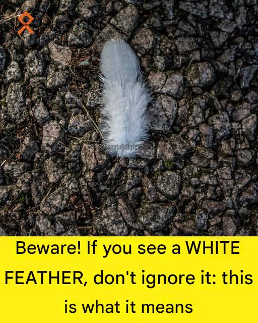 The Meaning People Find in a White Feather