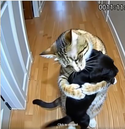 When a Cat’s “Secret” Turned Into Something Extraordinary
