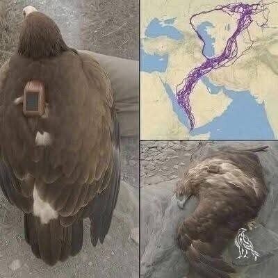 Scientists Followed an Eagle for 20 Years—The Results Changed How They Understand Migration