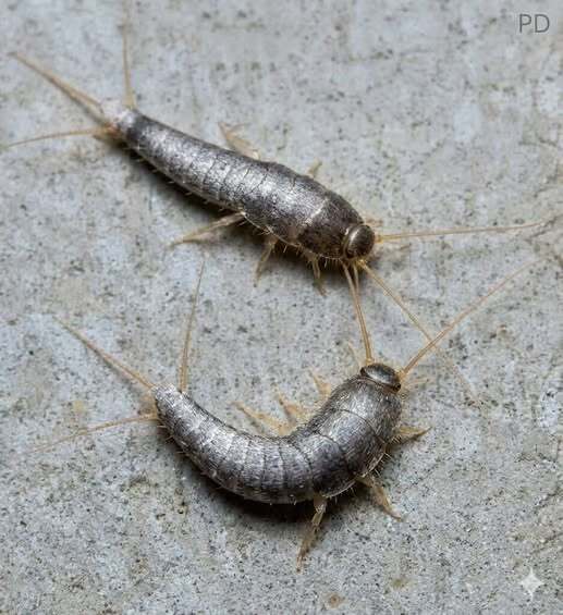 What It Means If You Keep Seeing Silverfish Inside Your Home