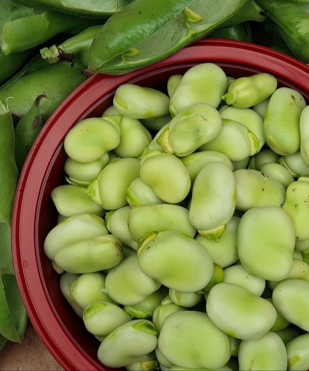 Why Fava Beans Deserve More Attention in a Healthy Lifestyle