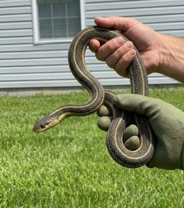 Why Snakes Sometimes Enter Homes and What Experts Recommend