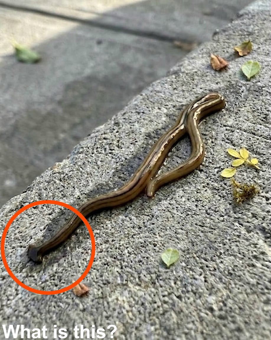 Strange Backyard Discovery: What to Know About Hammerhead Worms