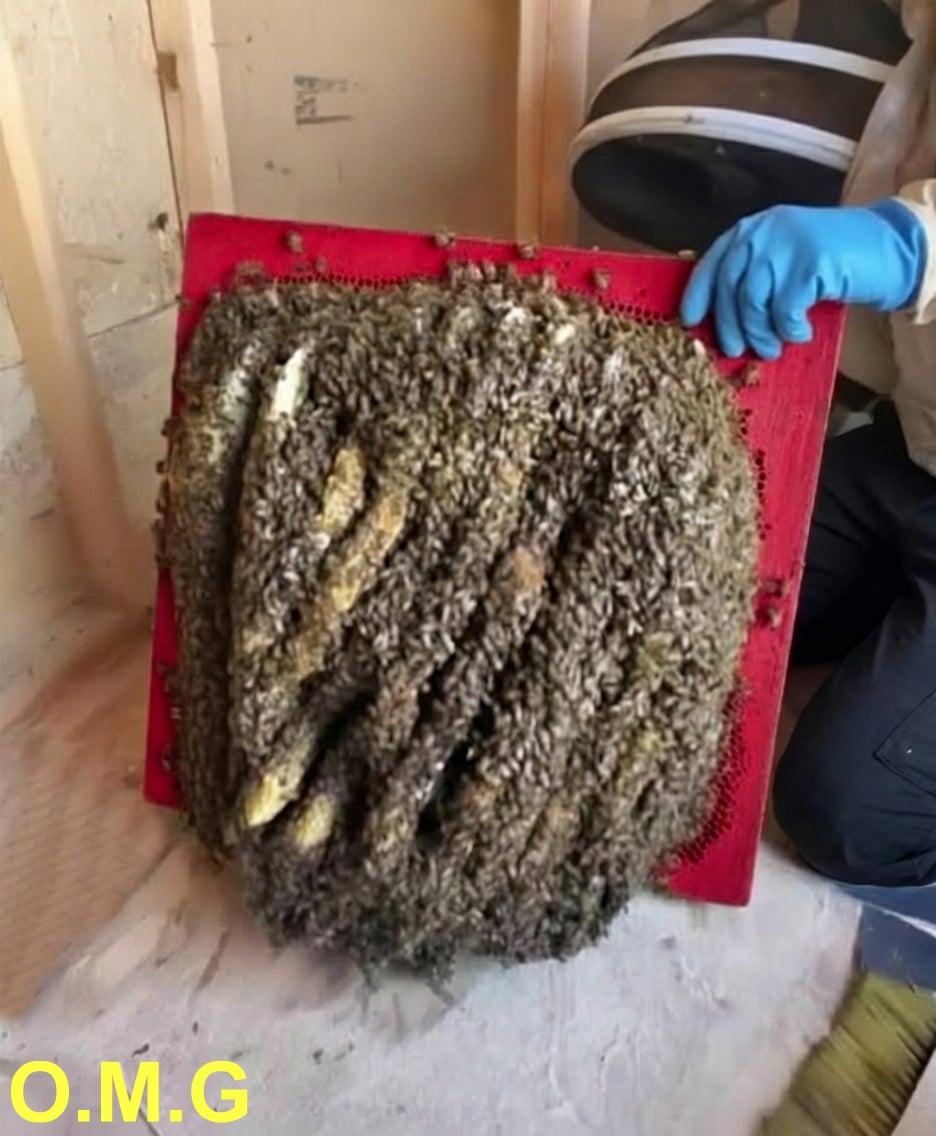 The Hidden Hive: How One Family Turned a Strange Noise into a Story of Care